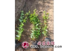 山东棣棠 棣棠花苗 青州花卉基地 棣棠钵苗销售 泽鑫花卉苗木图1