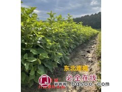 连翘苗 东北连翘基地 开原景林苗圃基地 东北连翘钵苗销售图1