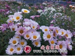 雏菊种子 进口雏菊种子销售 花海设计 常州浩芝林种业图1