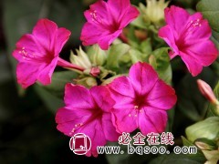 茉莉花