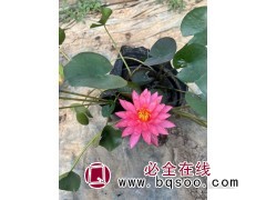 睡莲钵苗 净水植物 青州水生植物销售 宁和花卉苗木 睡莲苗图1