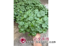 铜钱草苗销售 大量销售净水植物 青州花卉基地 宁和花卉苗木图1