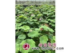 荷花钵苗 宁和花卉苗木 青州花卉 水生植物 荷花苗 建荷花池图1