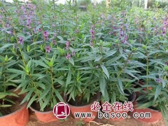 香彩雀苗销售 时令草花 青州花卉基地 花海设计 宁和花卉苗木图1