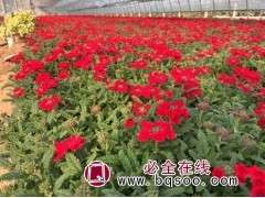 美女樱苗价格 时令草花 美女樱双色盆苗价格 青州宁和花卉苗木图1