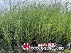 细叶芒 观赏草应用 园绿化苗 花海 细叶芒苗 丰业花卉苗木图1