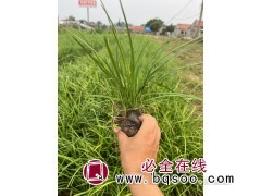 麦冬 麦冬草应用 绿地绿化麦冬苗 观赏草苗 丰业花卉苗木图1