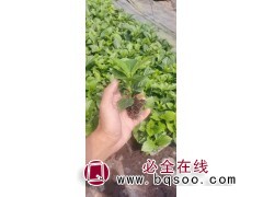 绣球穴盘苗 绣球苗价格 穴盘苗供应 青州时令草花 丰业花卉图1