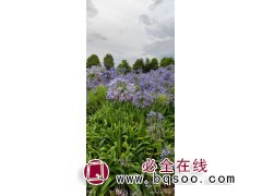 百子莲 百子莲种子价格 宿根花卉种子销售 花海种子 浩芝林图1