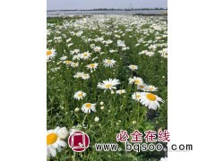 滨菊 宿根花卉种子 滨菊种子价格 滨菊花海设计 浩芝林种业图1