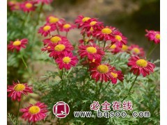 除虫菊 除虫菊种子 宿根花卉种子价格 宿根花卉 浩芝林种业图1