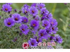 荷兰菊 荷兰菊种子 菊类种子 花海设计 草花种子销售 浩芝林图1