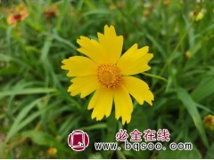 金鸡菊 金鸡菊种子价格 时令草花种子销售 常州浩芝林种业图1