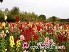 金鱼草 花海种子 花海设计 花海施工建设 常州浩芝林种业图1