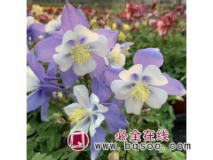 耧斗菜 耧斗菜长什么样？耧斗菜种子 草花种子 浩芝林种业图1