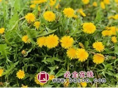 蒲公英 蒲公英种子销售 花海种子 花海规格设计 浩芝林种业图1