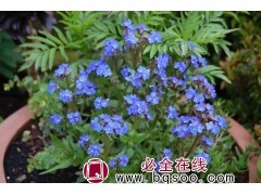 勿忘草 勿忘草种子 观赏草籽 宿根花卉种子价格 浩芝林种业图1