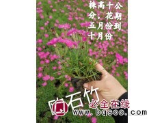 欧石竹小苗 鞍山石竹苗价格 欧石竹杯苗大量供应 城美耐寒花卉图1