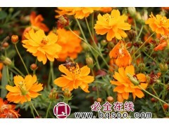 硫华菊 硫华菊种子 硫华菊苗价格 常州草花种子 浩芝林种业图1