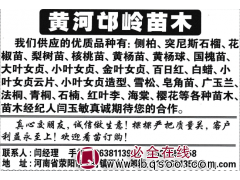 郑州绿化苗 园林工程苗 侧柏苗 侧柏小苗价格 黄河邙岭苗木图1