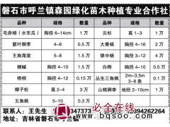 1万棵 云杉高1-3米 东北云杉基地 森园绿化苗木种植合作社图1