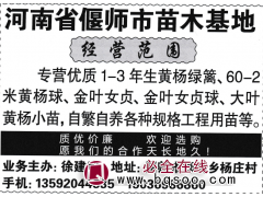 河南省偃师市苗木基地经营范围专营优质1-3年生黄杨绿篱图1