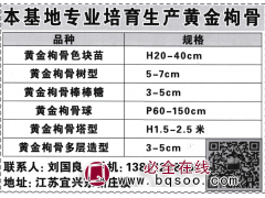 专业培育生产黄金枸骨、黄金枸骨色块苗 常州市木诚花木图1