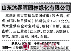 沐春晖园林绿化有限公司本基地五百亩 1-20公分美国红枫图1