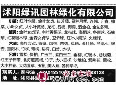 红叶小檗苗 绿篱小苗 园林绿化苗价格 沭阳绿讯园林绿化图1