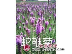 蛇鞭菊/蛇鞭菊苗/蛇鞭菊裸根苗/东北花卉/梅琳花圃/蛇鞭菊价格表图1