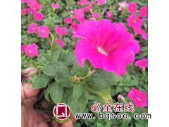 矮牵牛 花园普遍品种 青州花卉 花色鲜艳 观赏好 碧森花卉图1