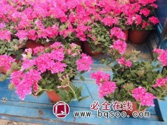 宿根美女樱 青州花卉 花色丰富 喜阳光 适宜花坛花境 碧森图1