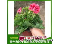 观赏性好 蝴蝶梅 沐芊保质保量租摆盆栽 花色鲜艳品相好图1