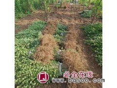 求购：小叶丁香大堆.定值大堆1.8米高 铁岭，开原，靠山图1