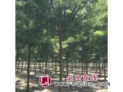 山东济宁繁秀苗木基地 供应8~25cm原生白蜡 山东苗木图1