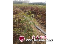 营养钵芍药 300万盆 芍药苗 山西花卉苗木 ​运城本源农业图1