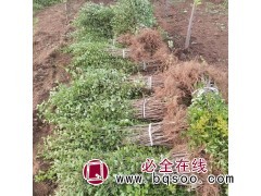 求购，小叶丁香100万，水腊小苗 100万今天看苗图1