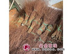 大量求购 珍珠绣线菊条️ 13470156800图1