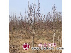 求购 8公分 紫玉兰，济宁附近 宁阳，菏泽图1