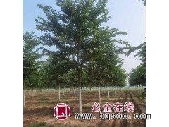 百亩丛生巨紫荆种植基地 15公分 河南工程绿化树 园林绿化图1