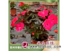 非洲凤仙花 几内亚凤仙 时令草花 花型丰满 春彩 青州花卉图1