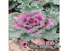 瑞景 酸碱土壤花卉 羽衣甘蓝 绿叶甘蓝种植基地 品种丰富图1