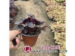 矾根 花镜矾根 多色宿根 地被 园林盆栽 造景植物 山东花卉图1