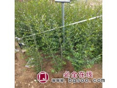 沐屿森园林 水蜡树苗 60公分以上耐寒耐旱道路绿化绿篱苗图1