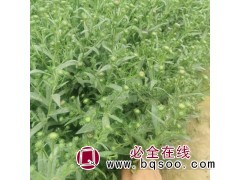 翠菊价格 时令草花培育 喜阳光充足环境 株型美观 青州花卉图1