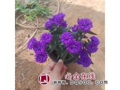 丹麦翠菊 植物园 公园 庭院栽植 山东绿化工程用苗 艳梅花卉图1