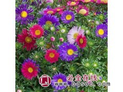 翠菊 七月菊 四季开花草花 小苗种植 花色鲜艳温暖 青州亿安图1