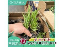 金鸡菊 润驰 花海花架租摆植物 绿化苗木栽植基地 青州花卉图1