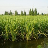 水生茭白小苗 湿地河道净化水质 绿化观赏草 景观工程苗木 青州花卉