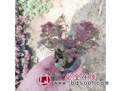 三七景天 小球玫瑰 景天小苗价格 青州花卉苗木基地 景天图1